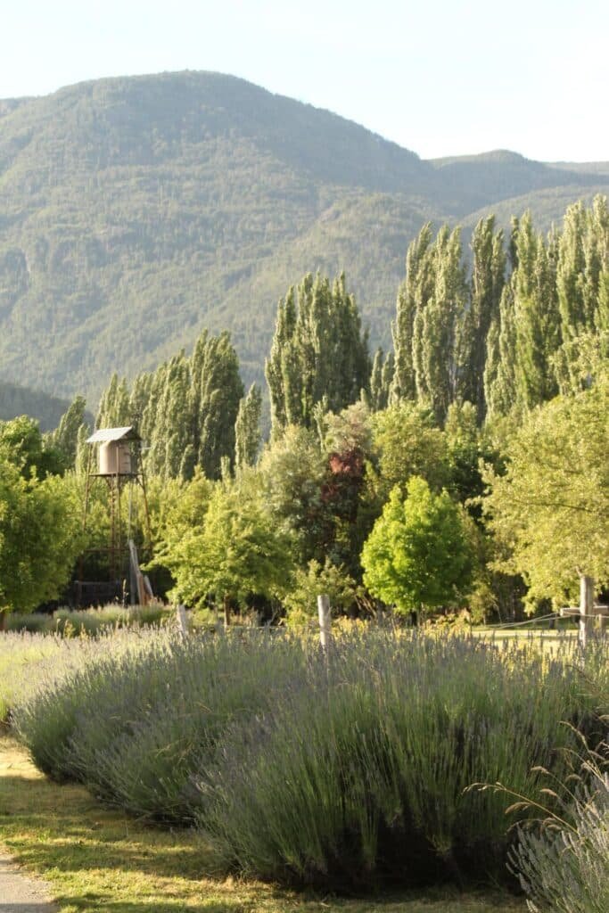 campo de lavanda