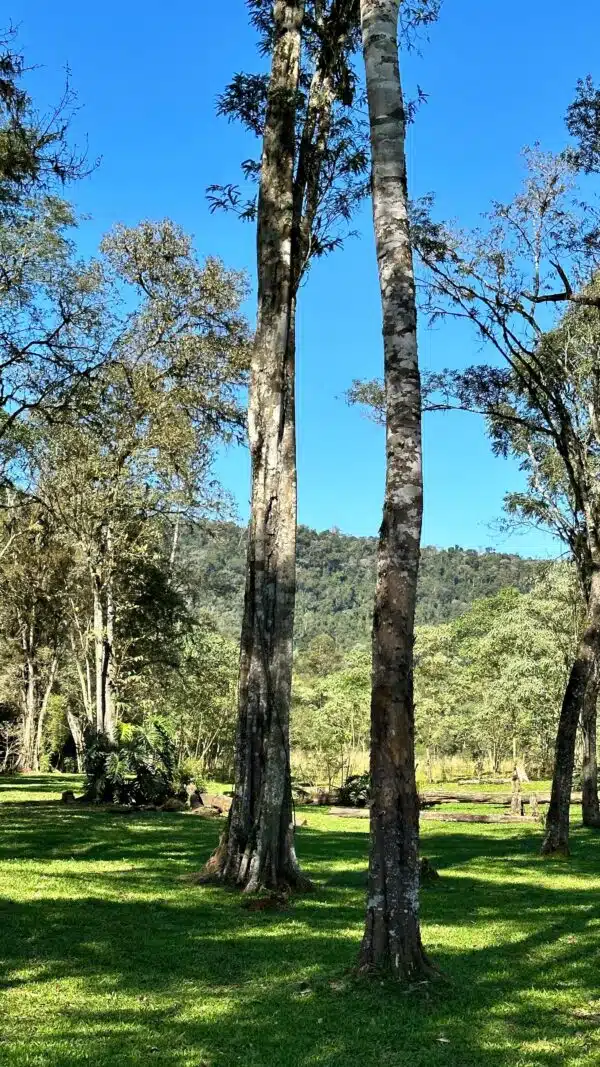 Glamping Tamanakuna