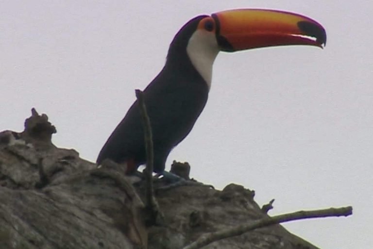 Chaco Paraguayo, Boquerón, Paraguay 10