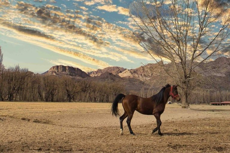 Cinco Cumbres Luxury & Eco Lodge, Uspallata, Mendoza 5-min