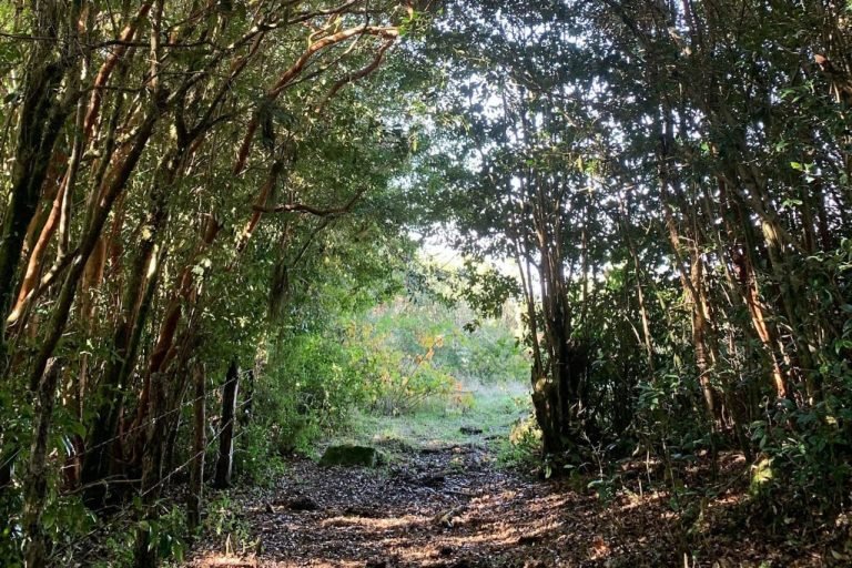 Domos Tranquera Sur, Huelmo, Chile 7