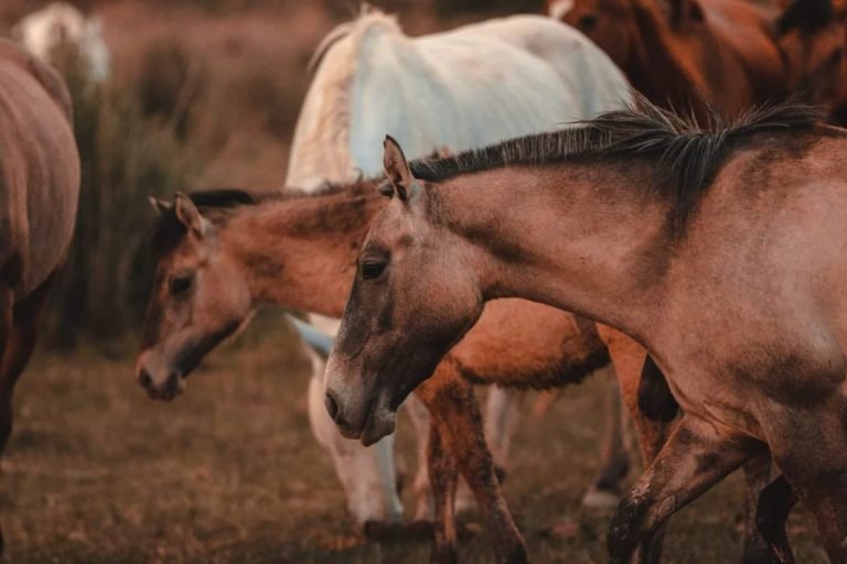 Domos Uspallata, Mendoza 7