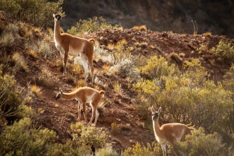 El Nido Domos, Mendoza 5-min
