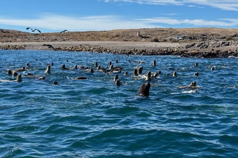Glamping Isla Leones, Chubut 11