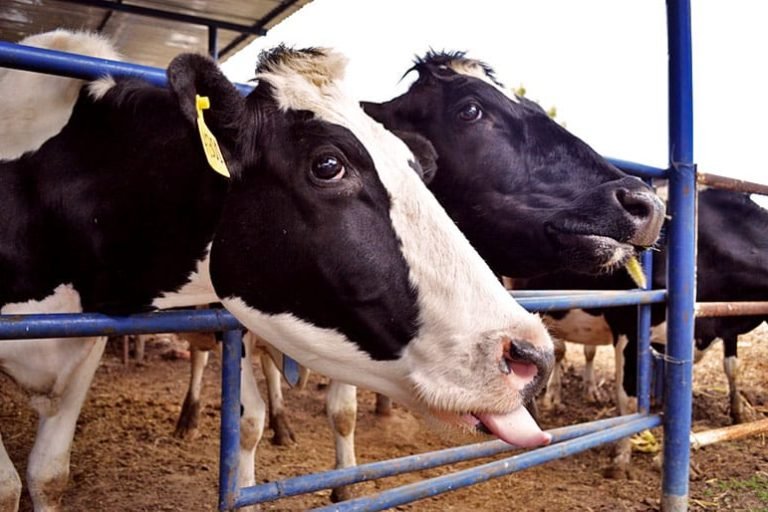 Glamping La Cepa, Barbacoas, Venezuela 10