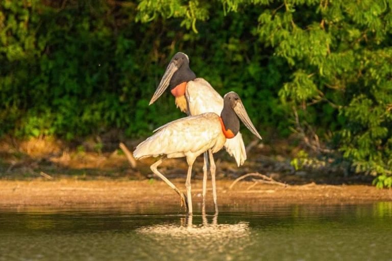 Glamping Los Palmares, El Impenetrable, Chaco 3-min