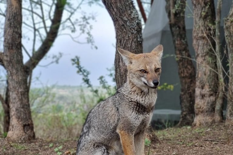Glamping Modo Monte, Alpa Corral, Córdoba 9