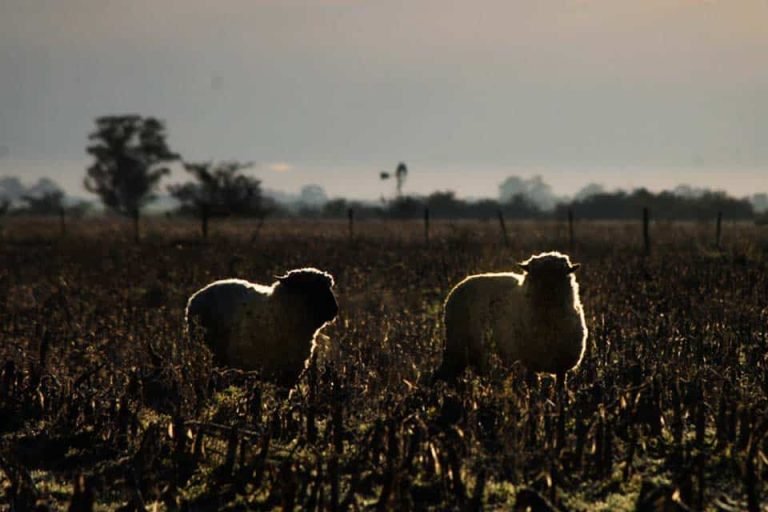 Los dos vagones, Magdalena, Buenos Aires 2