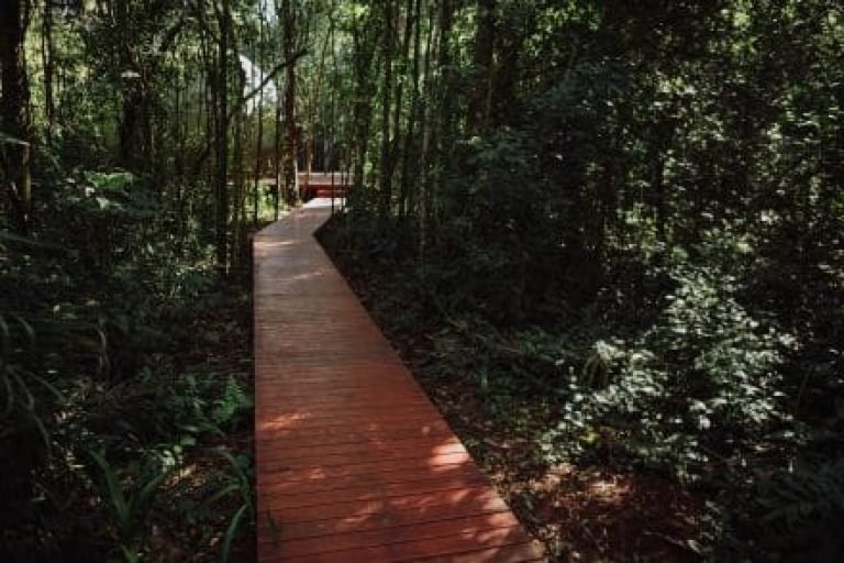 Momora Misiones camino