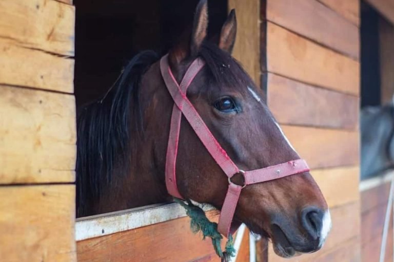 Rancho Emma Rosa, Cuenca, Ecuador 9