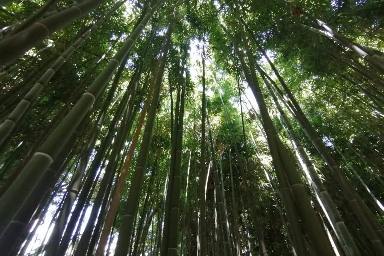 Remanso del Espiritu, Isla de Maipo Chile 6