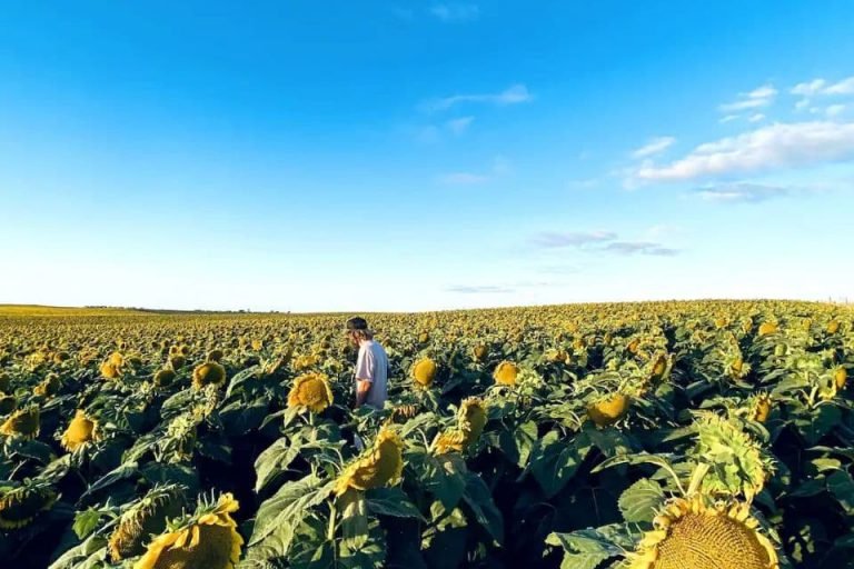 Un domo en chapadmalal, Buenos Aires 4